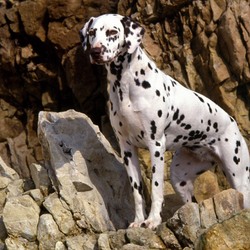 Пазл: Далматинец