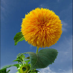 Пазл: Солнышко