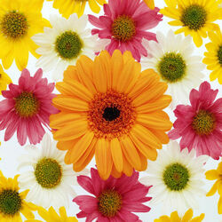 Пазл: Цветы