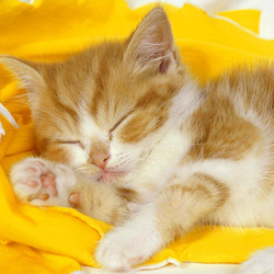 Пазл: Малыш