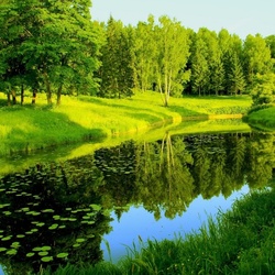 Пазл: Лесная речка