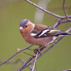 Пазл: Птичка