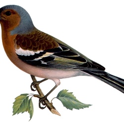 Пазл: Зяблик