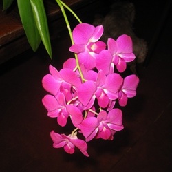 Пазл: Орхидея