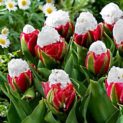 Пазл: Тюльпаны Айс Крим