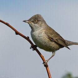 Пазл: Птичка