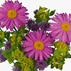 Пазл: Герберы