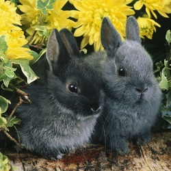 Пазл: Среди цветов