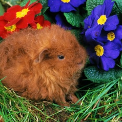 Пазл: Пушистик