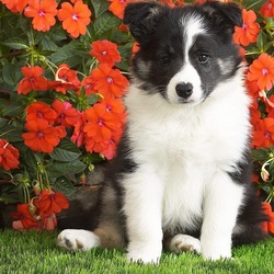 Пазл: Любопытная мордашка