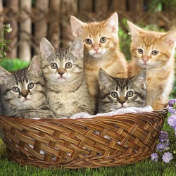 Пазл: Пушистое семейство 