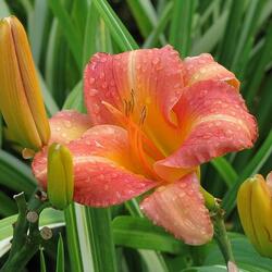 Пазл: Лилия