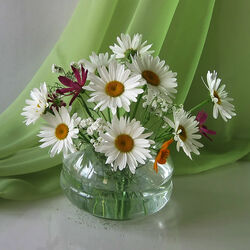 Пазл: Ромашки