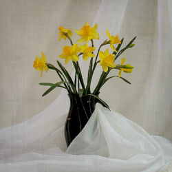 Пазл: Нарциссы