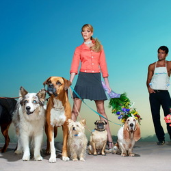 Пазл: Выгул собак