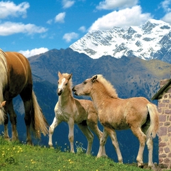 Пазл: Лошади породы Хафлингер