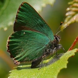 Пазл: Малинница