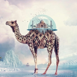 Пазл: Верблюд