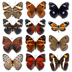 Пазл: Бабочки