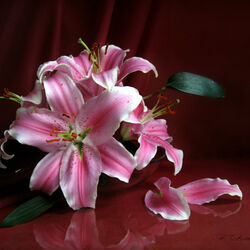 Пазл: Лилии