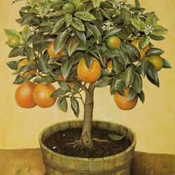 Пазл: Апельсиновое дерево