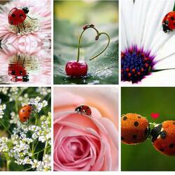 Пазл: Божья коровка