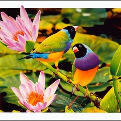 Пазл: Птицы