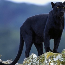 Пазл: Грациозная кошка