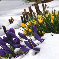 Пазл: Крокусы