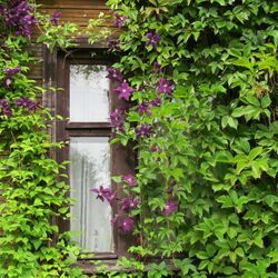 Пазл: Окошко