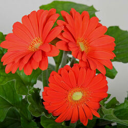 Пазл: Герберы