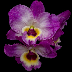 Пазл: Орхидея