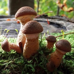 Пазл: Опята