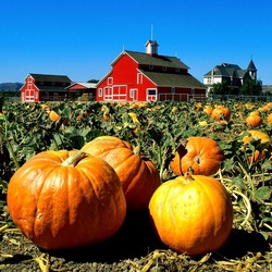 Пазл: Тыквенный урожай