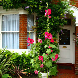 Пазл: Палисадник у дома