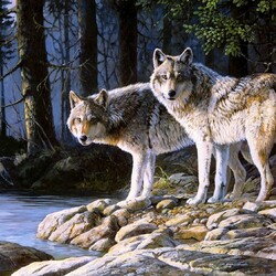 Пазл: Волки