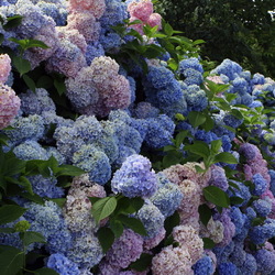 Пазл: Куст гортензии