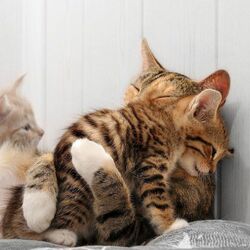 Пазл: Пожалей меня мама