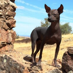Пазл: Голая перуанская собака