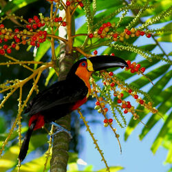 Пазл: Тукан