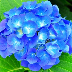 Пазл: Небесно-голубой