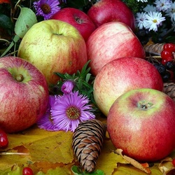 Пазл: Поспевшие яблоки