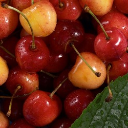 Пазл: Черешня