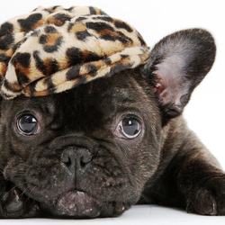 Пазл: Щенок французского бульдога