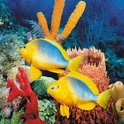 Пазл: Подводный мир Арнела