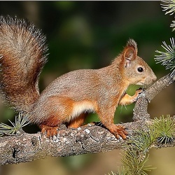 Пазл: Белочка