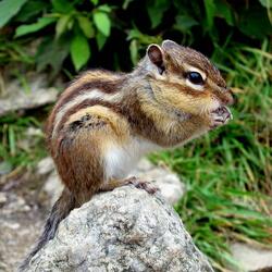 Пазл: Бурундучек