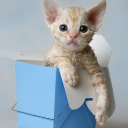 Пазл: Котенок девон рекс