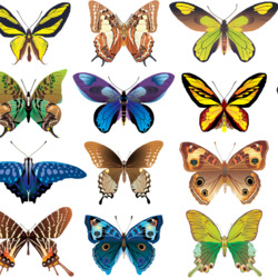 Пазл: Бабочки