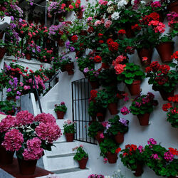 Пазл: Цветочные дворики Испании